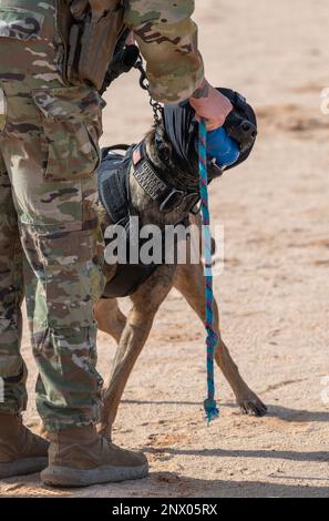 USA Air Force Staff Sergeant Leirin Simmons, 378. Expeditionary Security Forces Squadron K9 Handler, trainiert Ffreddie, ihren militärisch arbeitenden Hund, auf einem Schießstand auf dem Prince Sultan Air Base, Königreich Saudi-Arabien, 21. Januar 2023. K9 die Verteidiger und ihre Betreuer müssen gemeinsam im Umgang mit Feuerwaffen trainieren, um in stressigen realen Situationen eine sichere Interoperabilität zu gewährleisten. Stockfoto