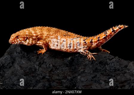 Östliche Pilbara-Schwarzkopfmakrele (Egernia epsisolus) Stockfoto