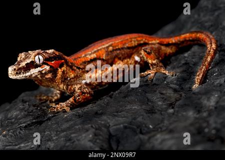 ©Matthijs Kuijpers Stockfoto