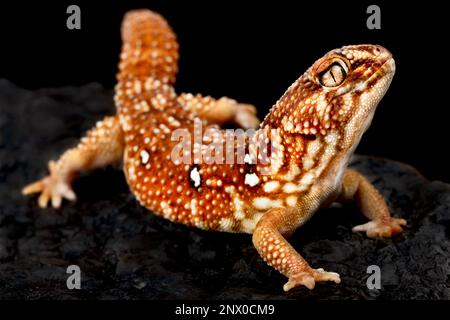 Südafrikanischer Riesengecko (Chondrodactylus angulifer) Stockfoto