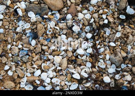 Muscheln in vielen Arten und Größen finden Sie an unseren Muschelstränden. Stockfoto