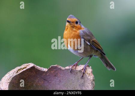 Europäischer Robin [ Erithacus rubecula ] auf zerbrochenem Terrakotta-Topf Stockfoto