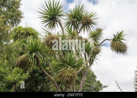 Cordyline australis, neuseeländischer endemischer Kohlbaum oder Kohlpalme. Stockfoto