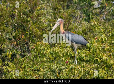 Kleiner Adjutant ist ein großer Watvogel in der Storchfamilie Ciconiidae. Dieses Foto wurde aus dem Sundarbans-Nationalpark in Bangladesch gemacht. Stockfoto