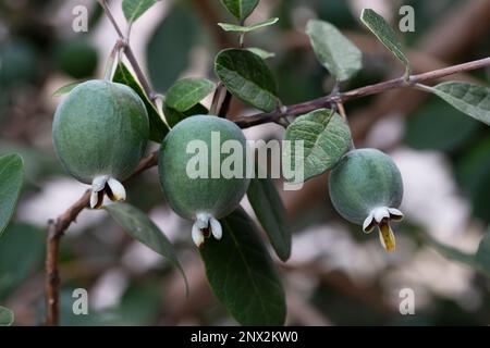 Reife Feijoa-Früchte auf einem Baum im Garten Lat. ACCA sellowiana. Frische Feijoa, fast bereit zur Ernte. Stockfoto