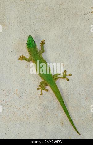 Kochs riesiger Tagesgecko (Phelsuma kochi), endemische Art von Gecko, eine Eidechse in der Familie Gekkonidae., Tsingy de Bemaraha Madagaskar Wildtier Stockfoto