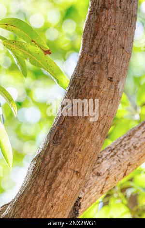 Phelsuma mutabilis ist eine tageszeitliche Gecko-Art, die im Südwesten Madagaskars heimisch ist und typischerweise auf Bäumen und Büschen lebt, weiblich auf drei Stämmen Stockfoto