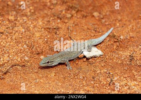 Phelsuma mutabilis ist eine tägliche Gecko-Art, die im Südwesten Madagaskars heimisch ist und in der Regel auf Bäumen und Büschen lebt, weiblich auf drei Tru Stockfoto