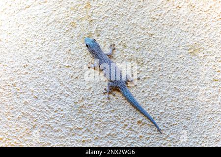 Phelsuma mutabilis ist eine tägliche Gecko-Art, die im Südwesten Madagaskars heimisch ist und in der Regel auf Bäumen und Büschen lebt, weiblich auf drei Tru Stockfoto