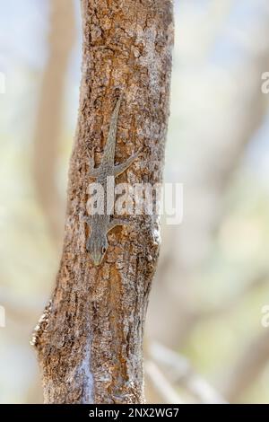 Phelsuma mutabilis ist eine tageszeitliche Gecko-Art, die im Südwesten Madagaskars heimisch ist und typischerweise auf Bäumen und Büschen lebt, weiblich auf drei Stämmen Stockfoto