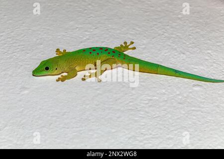 Kochs riesiger Tagesgecko (Phelsuma kochi), endemische Art von Gecko, eine Eidechse in der Familie Gekkonidae., Tsingy de Bemaraha Madagaskar Wildtier Stockfoto