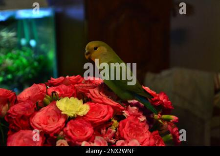 Porträt eines Turteltaubens hoch oben auf einem großen Nelkenstrauß. Die Blumen sind rot und gelb. Der Vogel ist gezähmt, er spielt auf den Blumen. Du kannst es Stockfoto