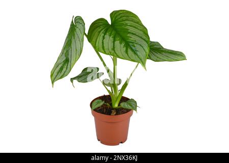 Tropische „Philodendron Mamei“-Zimmerpflanze mit silbernem Muster auf weißem Hintergrund Stockfoto
