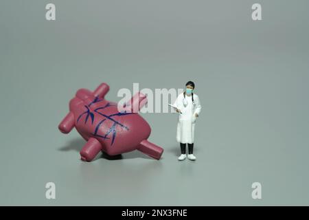 Miniatur-Menschen-Spielzeug-Figuren-Fotografie. Eine Ärztin, die neben Herzorganen steht. Isolierter grauer Hintergrund. Bildfoto Stockfoto