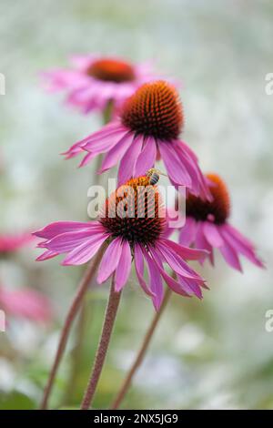 Rudbeckia purpurea, Purpursonnenhut, ganzjährig, Honigbiene, die sich von Blütenköpfen ernährt Stockfoto