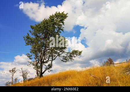Landschaft mit einem einzigen Baum mit einem wolkigen Himmel im Hintergrund und verwelktem gelbem Gras im Vordergrund. Stockfoto