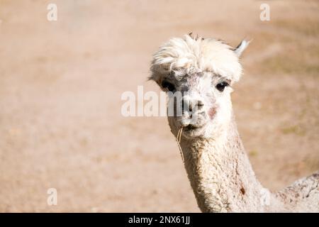 Porträt eines Alpakas mit einem hellen Fell. Nahaufnahme des Tieres. Vicugna Pacos. Stockfoto