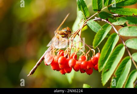 Der Braunhawker sitzt auf den roten Beeren der Asche. Nahaufnahme von Insekten in natürlicher Umgebung. Aeshna grandis. Libelle. Stockfoto