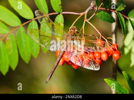 Der Braunhawker sitzt auf den roten Beeren der Asche. Nahaufnahme von Insekten in natürlicher Umgebung. Aeshna grandis. Libelle. Stockfoto