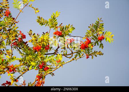 Rote Beeren aus Asche. Sorbus aucuparia Stockfoto