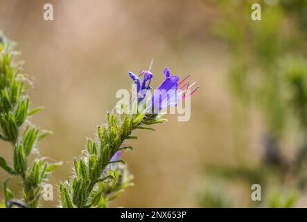 Blume des Viper Bugloss, Echium vulgare. Blühende Pflanze aus der Nähe. Stockfoto