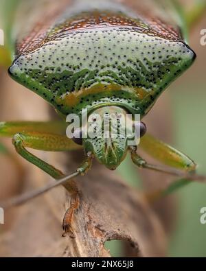 Der überwinterende Birkenschirmmann (Elasmostethus interstinctus). Tipperary, Irland Stockfoto