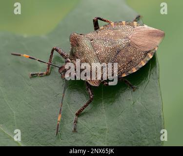 Überwinterung von Bronze Shieldbug (Troilus luridus) auf Efeu. Tipperary, Irland Stockfoto