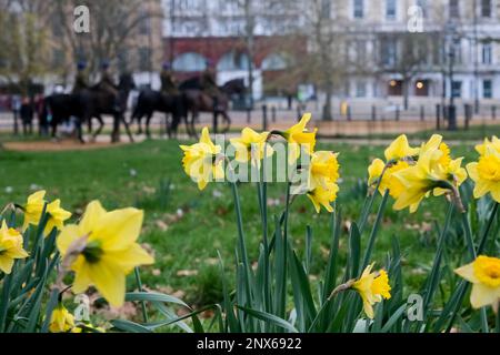 Hyde Park, London, Großbritannien. 1. März 2023. St. David's Day, Narzissen im Hyde Park, London. Kredit: Matthew Chattle/Alamy Live News Stockfoto