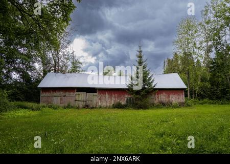 Alte Scheune mit roter Erde bemalt. Verlassenes Bauernhaus mitten auf einer Wiese. Bäume umgeben das Gebäude. Alte Farbe, die abblättert. Stockfoto