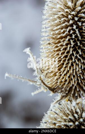 Wildes Teasel Dipsacus fullonum, bedeckt von einem Morgenfrost im Herbst. Frostiger, nebeliger Morgen im Winter, frostiges Wetter. Stockfoto