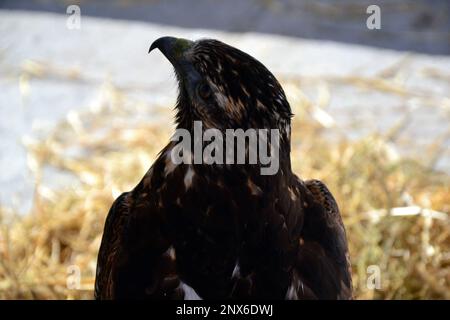Porträt eines Goldenen Adlers. Es ist mit anderen Raptoren auf einem Platz in der Stadt Le Puy-en-Velay ausgestellt. Die Vögel werden für eine Show mit Raptoren verwendet. Stockfoto