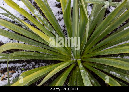 Die frostbeständige blaue Palmenlilie Yucca rostrata steht schneebedeckt im Bett. Stockfoto