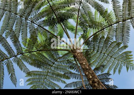 Baumfarne, tropischer Wolkenwald, Manu-Nationalpark, Peru Stockfoto