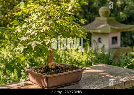 Nahaufnahme des japanischen Ahorns (Acer palmatum) Bonsai mit einer japanischen Gartenlaterne im Hintergrund Stockfoto