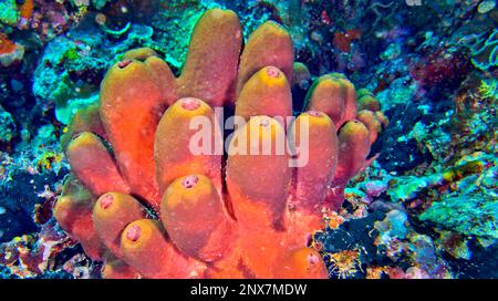 Tube Sponge, Bunaken National Marine Park, Bunaken, Nord-Sulawesi, Indonesien, Asien Stockfoto