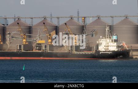 ODESSA, UKRAINE - 09. August 2021: Automatisches Verladen von Korn in Frachtschiff-Laderäume im Seehafen aus Getreidesilos. Bulkfrachtbrötchen Stockfoto