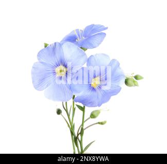 Wunderschöne hellblaue Flachsblumen, isoliert auf Weiß Stockfoto