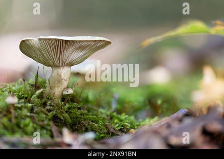 Eine Nahaufnahme eines schleimigen Milchkappenpilzes (Lactarius blennius). Stockfoto