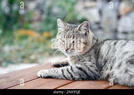 Graue gepunktete Katze liegt entspannt auf dem Boden der Veranda im Hintergrund des Gartens, Nahporträt Stockfoto
