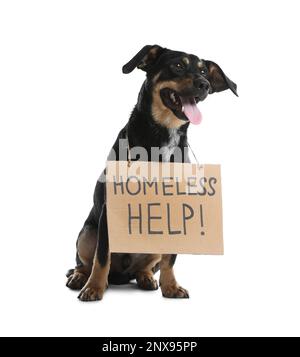 Süßer Hund mit Schild Obdachlose Hilfe! Auf weißem Hintergrund. Verlorenes Haustier Stockfoto