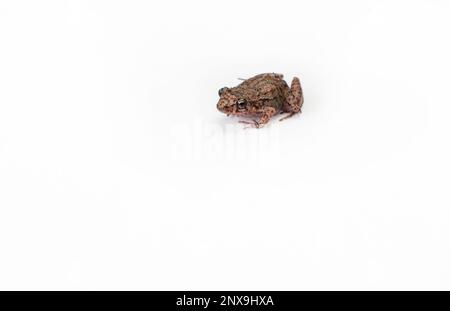 Isolierter junger exotischer Baumfrosch auf weißem Hintergrund Stockfoto