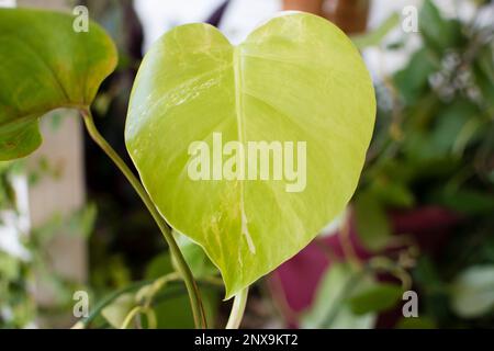 Neues Blatt von Monstera alba. Seltene Zimmerpflanzen. Trendige Hauspflanze Monstera Albo Stockfoto