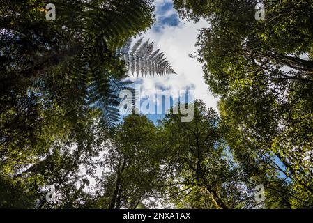 Blick in den Himmel im einheimischen Regenwald, Rotorua, Nordinsel, Neuseeland. Stockfoto