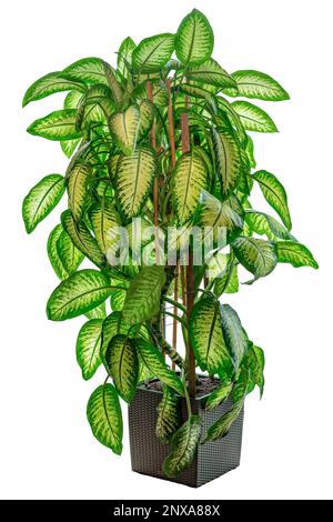 Riesenlilie Dieffenbachia dämliche Strauchpflanze Leopardenlilie in einem Topf, isoliert auf Weiß. Stockfoto
