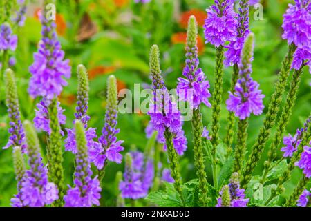 Wilder Blumengarten im Hinterhof -- Eisenkraut (Verbena stricta) in Ludington, Michigan, USA Stockfoto