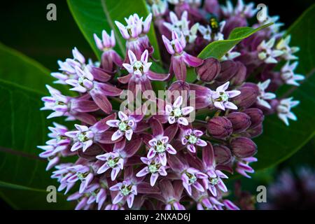 Nahaufnahme des Common Mildweed (Asclepias syriaca) in Ludington, Michigan, USA Stockfoto