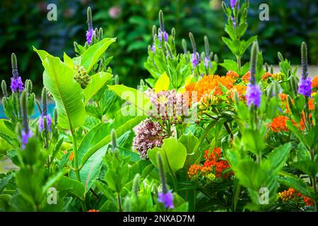 Schmetterlingsgarten im Hinterhof, einschließlich gemeiner Milchkraut (Asclepias syriaca), Schmetterlingskraut (Asclepias tuberosa) und Eisenkraut (Verbena stricta). Stockfoto