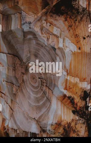 Nahaufnahme eines frisch gehackten Baumes, der Obstbäume im Wald Fällen Stockfoto