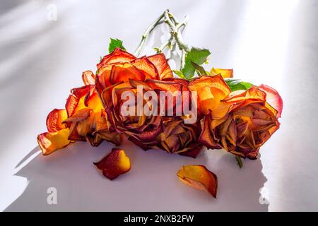 Ein Haufen verwelkte Rose fiel aus nächster Nähe auf weißen Tisch Stockfoto