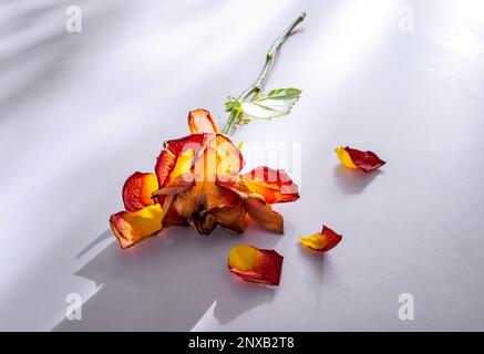 Eine getrocknete, verwelkte Rose mit verblassten Blütenblättern 1 Stockfoto